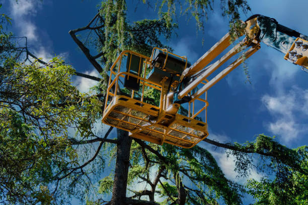 Reliable Blythewood, SC Tree Service Solutions